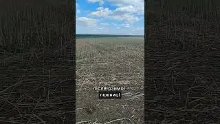Посів цукрового буряка по No-Till 👌 