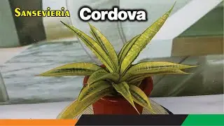 sansevieria cordova