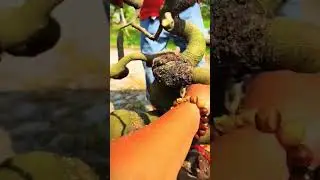 bonsai siêu phẩm