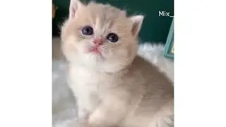The best funny animals 2021