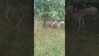 А мы на прогулке