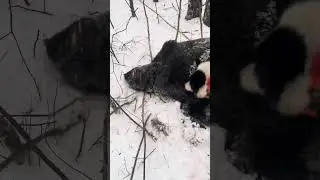 Охота на Кабана Секача