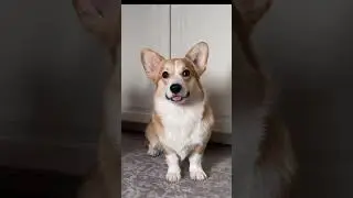 КАК Я СТАЛ НОСОЧНЫМ МАНЬЯКОМ #корги #коргипемброк #коргиспб