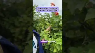 Безопасное и натуральное средство от насекомых, от комаров и клещей Террашилд Terrashield Doterra