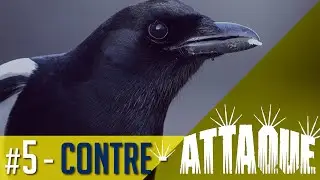 Contre-Attaque  - Quand les oiseaux utilisent nos armes - Clin d'oeil #5