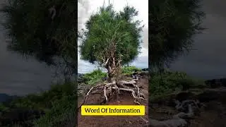 Walking palm tree, nature wonders, mystery #nature #science #sciencefacts #viral #explore #trending