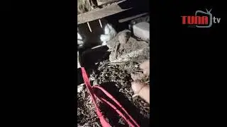 Muhtar, yavru köpeği sıkıştığı yerden çıkardı