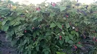 сорт ремонтантной ежевики Фридом. Плодоношение на побегах прошлого года, кустам 3 года