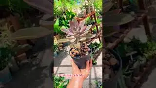 Planta o ❤️ amor da minha vida #plantsmakepeoplehappy #seescreva