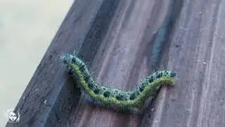 Капустница. Гусеница Pieris brassicae. Насекомые средней полосы. | Лесной дух