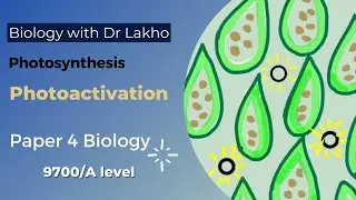 Photoactivation | 9700/A2 Level Paper 4 | Biology with Dr Lakho
