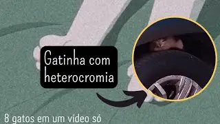 8 Gatos em um vídeo só 😻 resgatamos uma gatinha 🥺