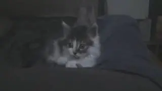 cat