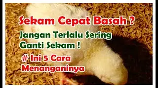 5 Cara Efektif Menangani Sekam Cepat Basah| Pada Kandang Broiler
