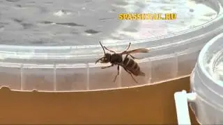Первый Спас — Медовый