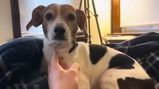Another day being a little baby dog