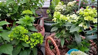 Метельчатые гортензии в конце июня 🌿🌿Чем кормлю на стадии бутонизации 🌿 Боковое ветвление