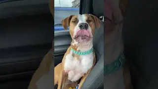 My dog speaks perfect English 😂 