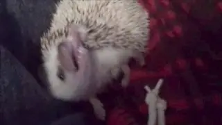Rare footage of Hedgehog 