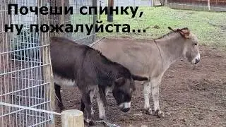 Веселый позитивчик