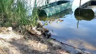 ПРОГУЛКА ПО БЕРЕГУ НЕРО🌤/ УТКА И УТЯТА 🐣🐣🐣)