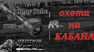 КАБАН точно по МЕСТУ с прицела iRay Tube TH50 v2 !