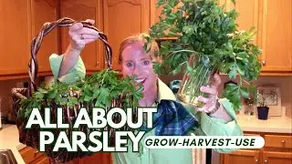 Parsley How to Grow   Harvest   Cook for Health