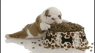 О сухих кормах. ИМХО.
