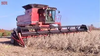 CASE INTERNATIONAL 1680 Axial-Flow Combine Harvesting Soybeans