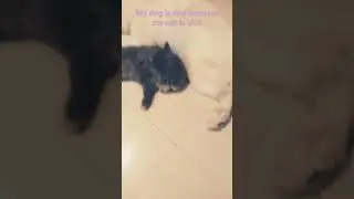 sad dog sick cat 😔