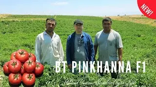 "BT PINKHANNA F1" (ЯНГИ) ва "PEMBOLA F1" (ЛЕГЕНДА) Помидорлари СУКОКЛИК дехконлар тажрибасида.