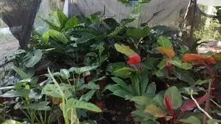 Amazing Philodendron and Aglaonema collection 2022 #philodendron #aglaonema