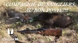Compagnie de Sangliers au Bon Poste! Chasse en Battue avec la Blaser R8
