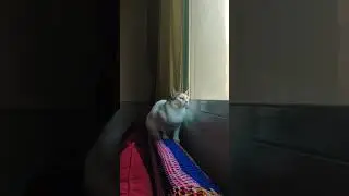 Simbu #catlover #catofyoutube