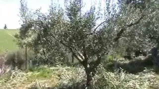 Κλάδεμα ελιάς