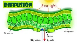 Main biological process in plants | Unit 11 | Science | English medium | Grade 8 | Part 2