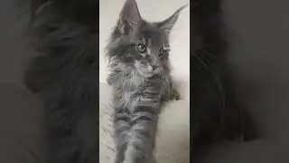 Мейн-Кун Велес 15 недель ns22 #мейнкуны #kitten #mainecoon #cat #cute #catlover #kitty #funny