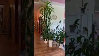 Кімнатні рослини, як дерева на вулиці #кімнатнірослини