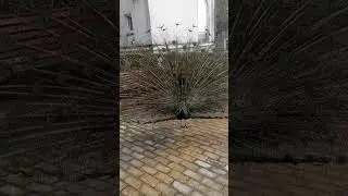 ПАВЛИНЫ ВО ВСЕЙ КРАСЕ/ АБХАЗИЯ