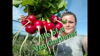 Life of a Vegetable Gardener (Tuesday)
