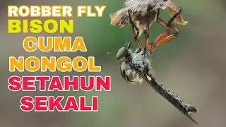 HUNTING ROBBER FLY BISON II SETAHUN SEKALI MUNCULNYA II LANGKA