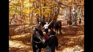 Лошади. Осень. Крым.
