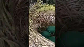 Robin nest in truck #nature #environment