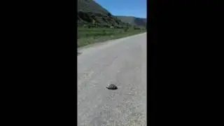 Yolda Kaplumbağayı arabaların ezmemesi için yoldan alan duyarlı vatandaş