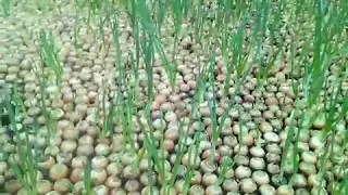 Лук на перо 11 декабря 2018 года Выращивание лука на перо зимой