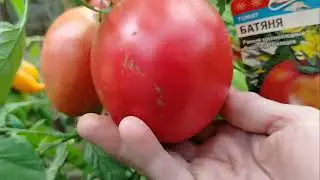 №384 Сорт томата 