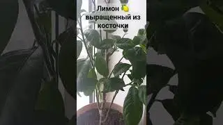 Лимонное дерево из косточки. #лимон #лимонизкосточки #растениянаподоконнике #shorts
