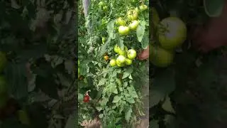 Томат Хает без искусственного опыления