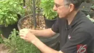 How to Pinch your Garden Plants