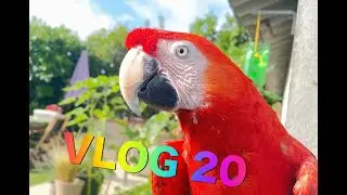 VLOG 20, au refuge  🐶 recettes nature 🍎🫑 évolution du jardinet 🌱🌶🥬